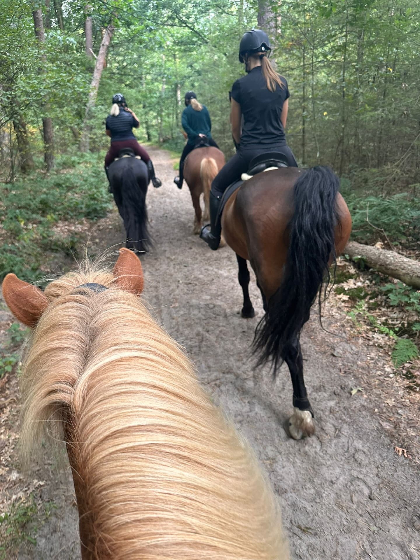 Manege Duikse Hoef - Buitenritten