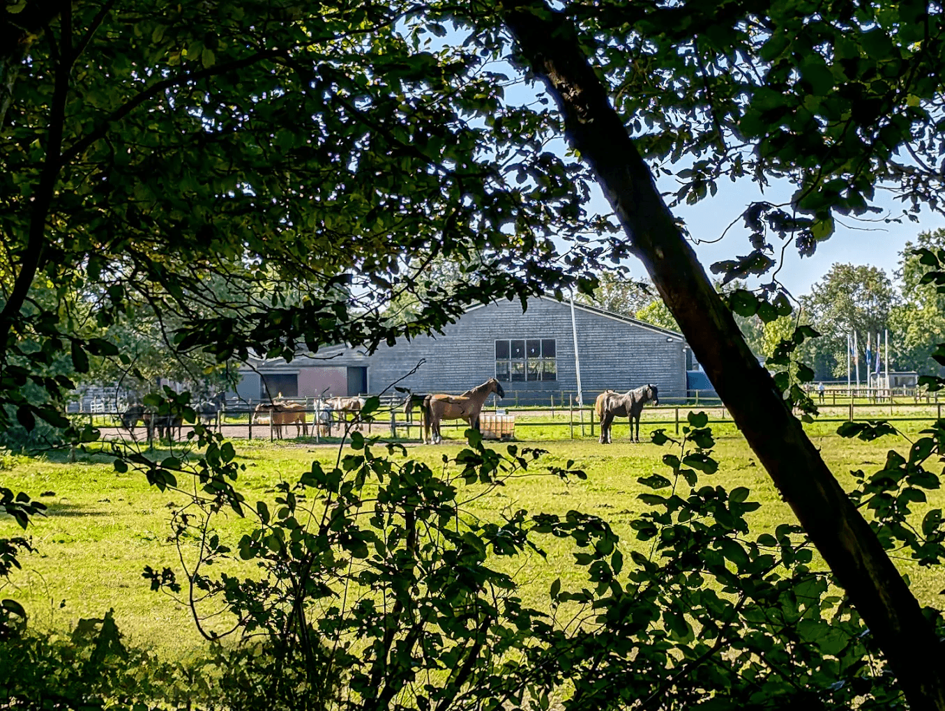 Paarden in de wei bij Manege Duikse Hoef